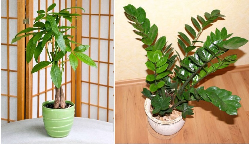 House Plants